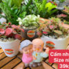 Cẩm Nhung Size Nhỏ 39k