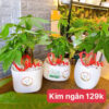 Cây Kim Ngân 129k