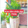 Kim Tiền Chậu Đại